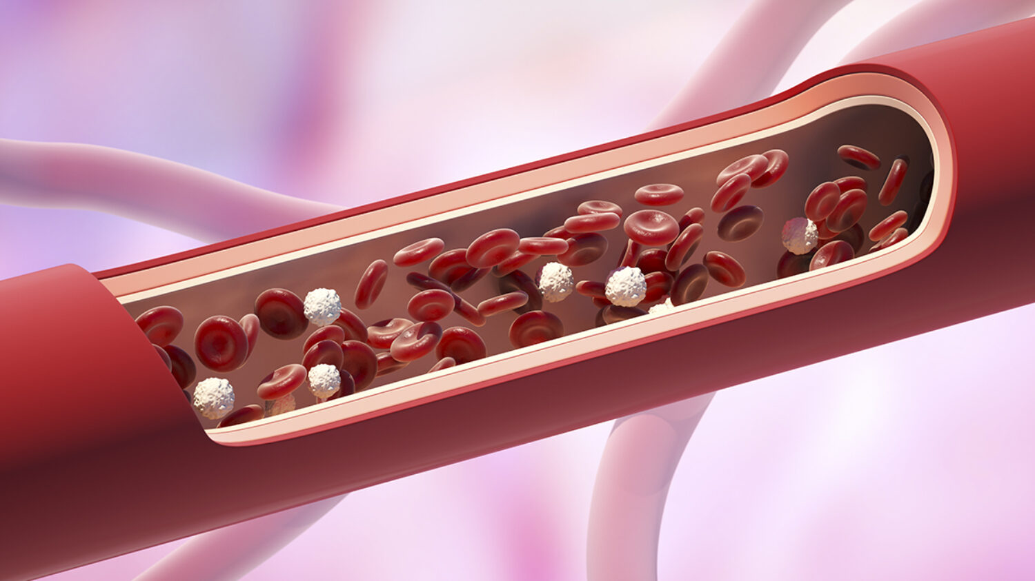 Red and white blood cells in the vein. Leukocyte normal level. 3D illustration