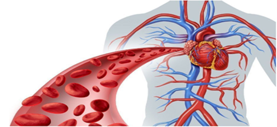 transporte de oxigeno en el plasma sanguineo