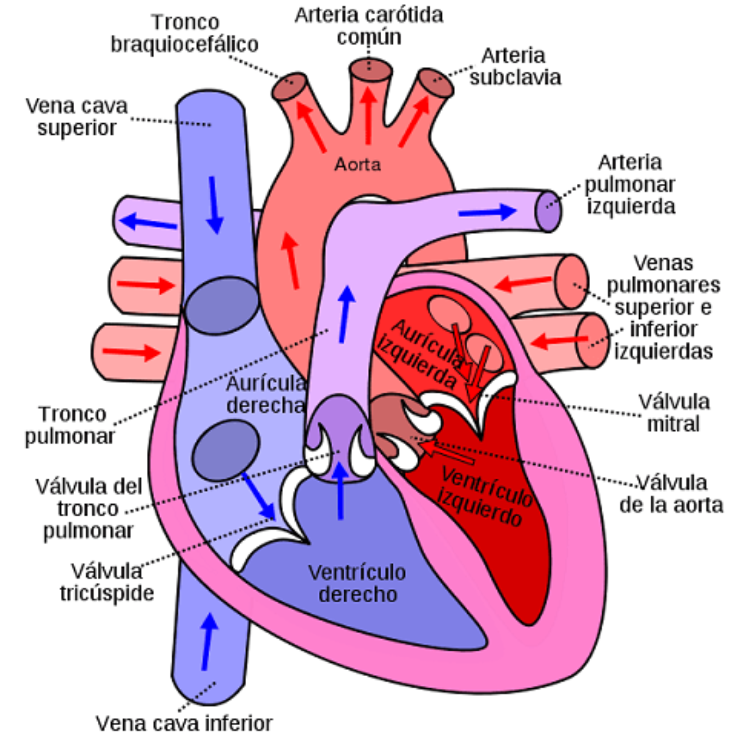 Partes del corazón