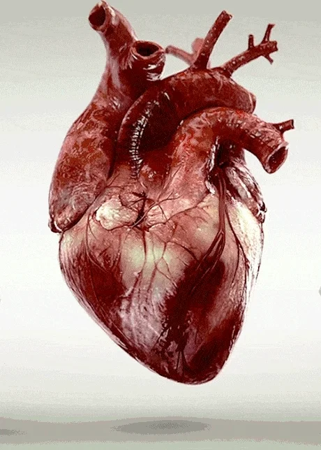 Corazón Cuerpo Humano