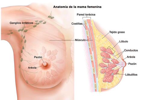 anatomia mama femenina